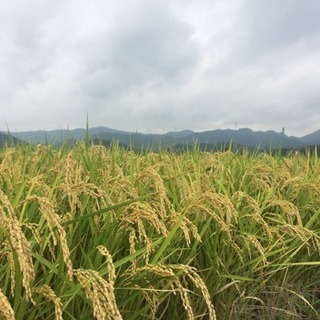 【秋月 癒しの杜】秋月の綺麗な水で育ったお米（夢つくし）の画像