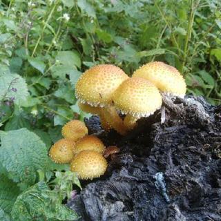 山菜採り🗻キノコ狩り🍄
