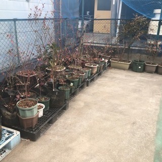ブルーベリーの苗木、植木鉢