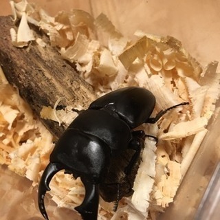 ウェスターマンヒラタ(タイ産)幼虫3匹セット