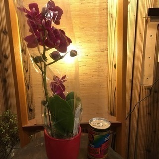 胡蝶蘭 ミニ セール