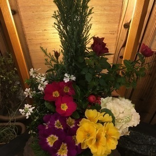 寄せ植え ジュリアン イベリス ミニバラ コニファー 葉牡丹 チ...