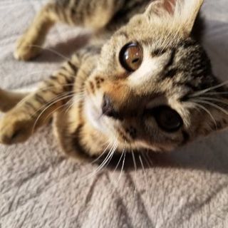 ベタ慣れ野良の女のコ♪