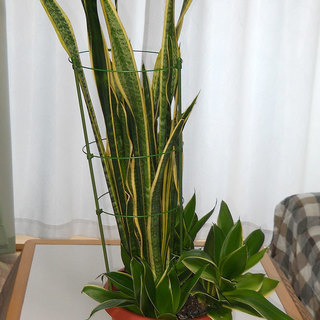 【無料】観葉植物のサンスベリア
