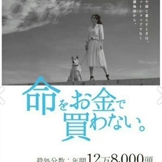 🆘保健所収容🆘とっても人懐い男の子が待っています❗️🐶県外譲渡可...