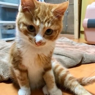里親様決定しました！