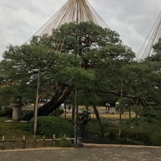 庭木のお手入れ 植栽 除草作業