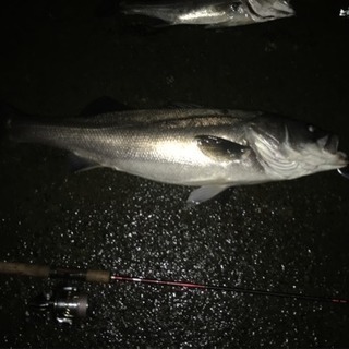 《初心者》都内でシーバス釣りやりましょう^_^ - 中央区