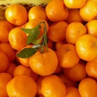 紀州和歌山下津産のポンカン🍊10キロ🍊減農薬🍊S〜Mサイズ混合🍊