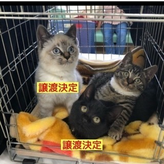 ☆里親募集中☆ 