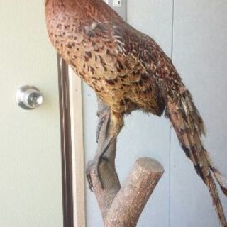 鳥のはく製