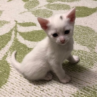 生後1ヶ月の子猫2匹です！