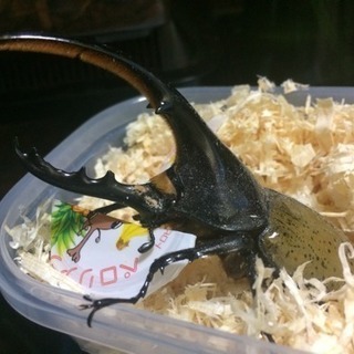 カブトムシクワガタ福袋 残り3個