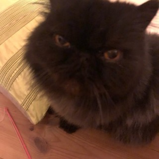 急募！！ペルシャの黒猫の里親募集