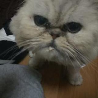 ペルシャ(チンチラシルバー)のおじいにゃん