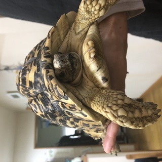 ヒョウモンリクガメ　８歳　女の子です。