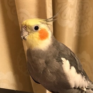 オカメインコを逃してしまいました
