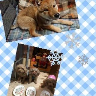 犬友達募集します(｀･ω･´)ゞ