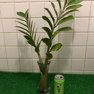 観葉植物 「お金の成る木」