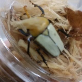 ミヤシタウスイロカナブン幼虫
