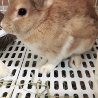 ミニウサギ ♂ 11ヶ月