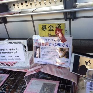 チーム犬・猫＠かわさき里親譲渡会(猫)-2019/02/24