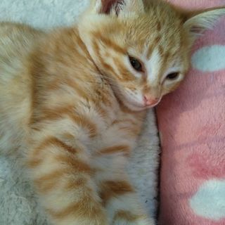 地域猫活動ボラさん募集