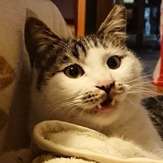 正式譲渡されました。ありがとうございました！【素直でとても飼いや...