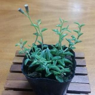 ドルフィンネックレス【お花の蕾有り】Ⅰ多肉植物