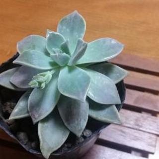 朧月【お花の蕾あり】Ⅰ　おぼろづき　多肉植物の画像