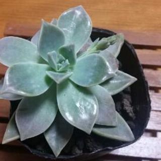 朧月【お花の蕾あり】Ⅰ　おぼろづき　多肉植物