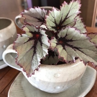 陶器鉢  鉢カバー  多肉植物や観葉植物用の画像