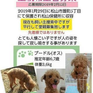 里親決定しました【愛媛県限定】募集期限は2月13日まで！！保健所...