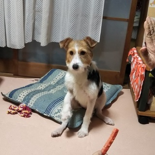 MIX犬の里親さん募集です - 龍ケ崎市