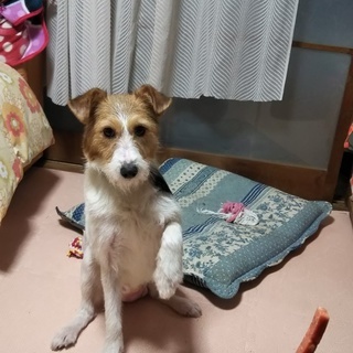 MIX犬の里親さん募集です - 犬