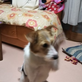 MIX犬の里親さん募集です − 茨城県