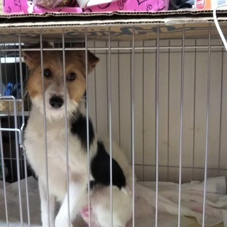 MIX犬の里親さん募集です - 里親募集
