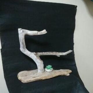 売り切れました。流木 鳥さん止まり木・40㎝の画像