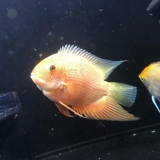 レッドスポット・ゴールデンセベラム  熱帯魚 アクアリウム