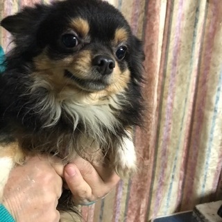 チワワちゃん里親様募集