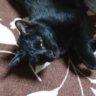 幸せを呼ぶ黒猫。