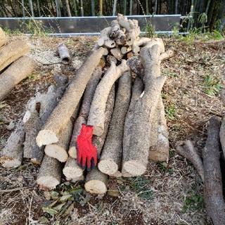 【追加募集】丸太の画像