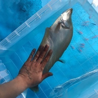 ナイフフィッシュ 熱帯魚
