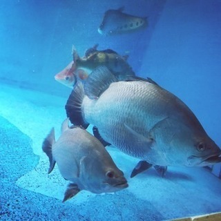 オーストラリアバラマンディ 熱帯魚
