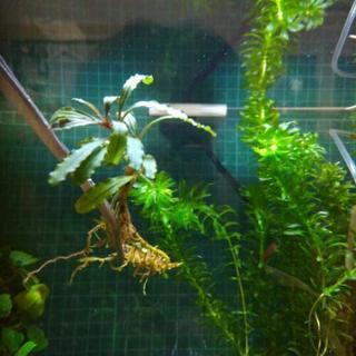 水草-ブセファンドラ①ﾋﾟﾌﾞﾘｽ