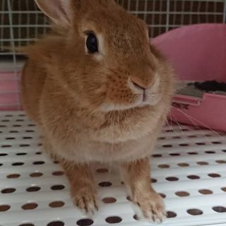 ウサギ3才(メス)ライオン×ネザーランド