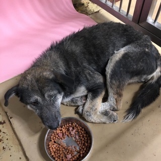 引き出しました  🆘保健所収容🆘捕獲檻に入った野犬の女の子🐶火曜...