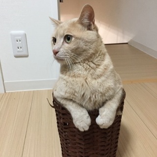 可愛い茶トラくん 譲渡完了