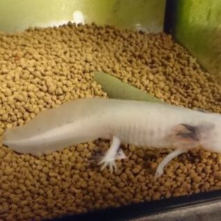 ウーパールーパー  譲渡決まりましたの画像