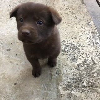 雑種 仔犬 茶色と黒 6匹